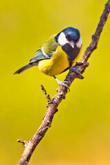 Great Tit, Parus major, Mediterranean Forest, Castile and Leon, Spain, Europe