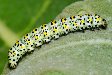 Butterfly Caterpillar, Guadarrama National Park, Segovia, Castile and LeÃ³n, Spain, Europe