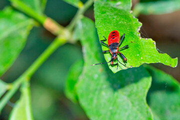 Shield Bug, Chust Bug, Riverine Forest, Royal Bardia National Park, Bardiya National Park, Nepal, Asia