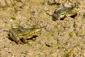 Frog, Wetlands, Royal Bardia National Park, Bardiya National Park, Nepal, Asia