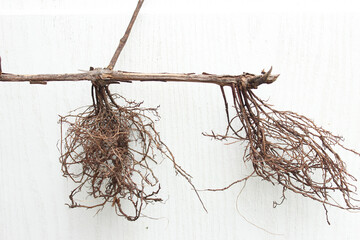 grape root close up on white background. roots of grapes on a white background. Garden theme, horticulture, seedling, young plant, young grapes,