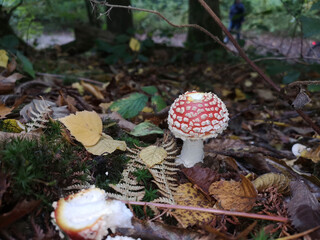 Single toadstool in the forest