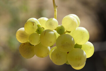 Ripe natural white grapes in autumn