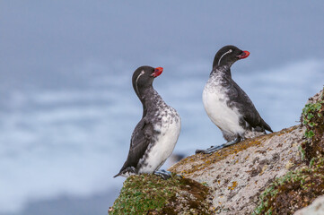 Parakeet Auklet (Aethia psittacula) at St. George Island, Pribilof Islands, Alaska, USA