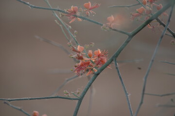 Capparis decidua, known in Hindi as karira or kerda, is a useful plant in its marginal habitat. Its...