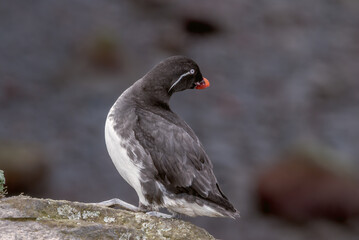 Parakeet Auklet (Aethia psittacula) at St. George Island, Pribilof Islands, Alaska, USA