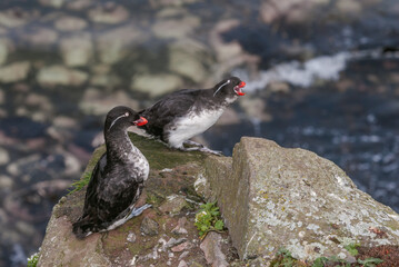 Parakeet Auklet (Aethia psittacula) at St. George Island, Pribilof Islands, Alaska, USA