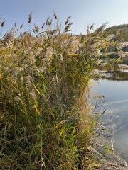 
lake in the forest in the Volskiy Cretaceous quarry, Saratov region, Russia
