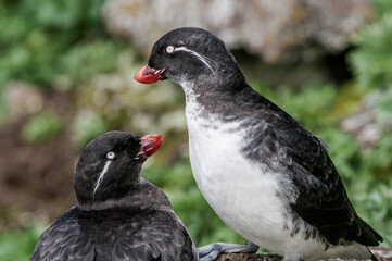 Parakeet Auklet (Aethia psittacula) at St. George Island, Pribilof Islands, Alaska, USA