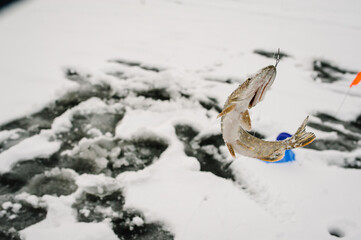 Just caught pike by tip - up tackle. In the ice hole set tackle with a flag. Winter fishing on the frozen lake. Small tackle for winter fishing on the ice pond. Reeling reel for a fish.