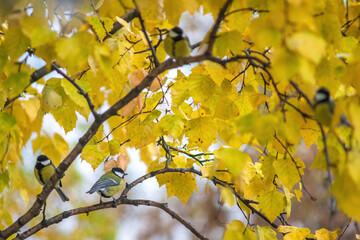 Tit sitting on a tree branch.