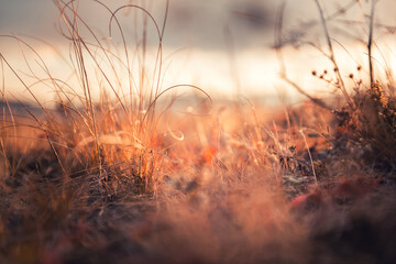 Dry autumn grasses in a forest at sunset. Macro image, shallow depth of field. Beautiful autumn...