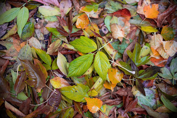texture from wet leaves top view