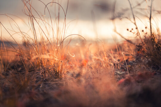 Dry autumn grasses in a forest at sunset. Macro image, shallow depth of field. Beautiful autumn nature background