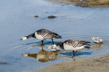 Barnacle Gееse (Branta leucopsis) with goslings at colony in Barents Sea coastal area, Russia