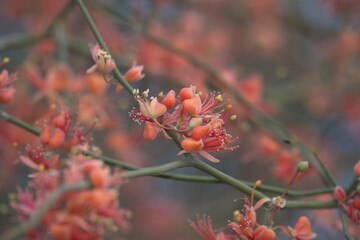 Capparis decidua, known in Hindi as karira or kerda, is a useful plant in its marginal habitat. Its...