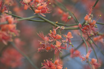 Capparis decidua, known in Hindi as karira or kerda, is a useful plant in its marginal habitat. Its...