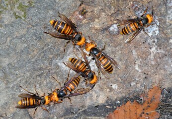 樹液に群がるスズメバチ
