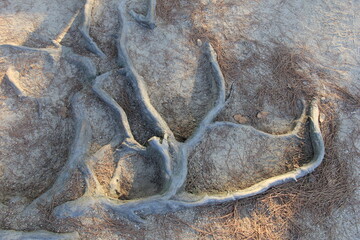 砂地から複雑に露出しているマツの根
