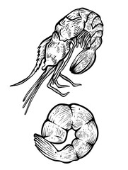 Shrimp fresh and cooked, hand drawn vector