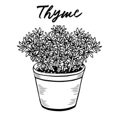 stock vector thyme in a pot black and white hand drawn illustration