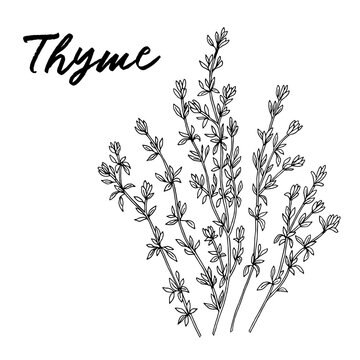 stock vector thyme black and white hand drawn illustration