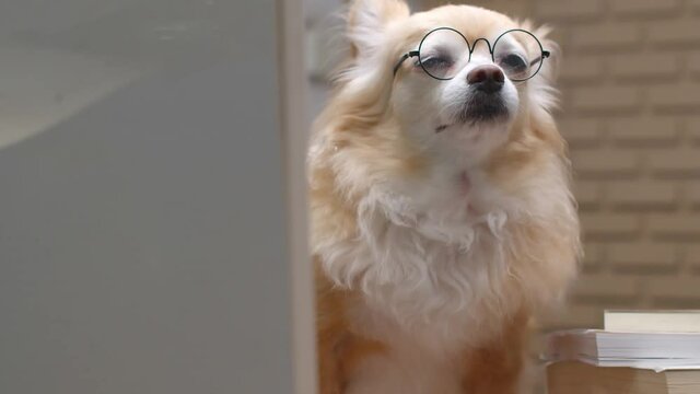 smart Brown chihuahua senior dog wearing glasses with computer and stack of books working late concept