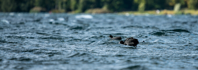 Eurasian coot bird on a rippled lake