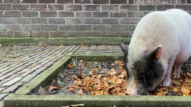 Mini pig digs in autumn leaves