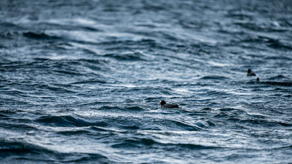 Eurasian coot bird on a rippled lake