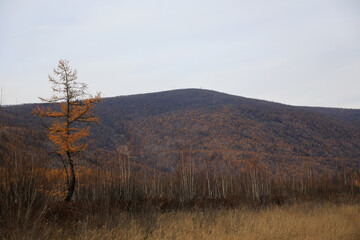 A yellowed larch tree in fog are against the backdrop of an autumn forest and hills.  Larch tree on a forest background in autumn.