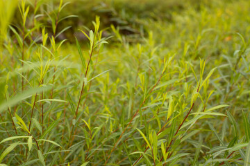 fresh green grass
