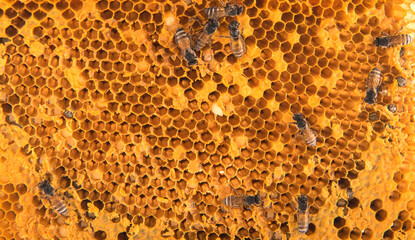 Bees on honeycomb.