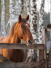 Portrait of a thoroughbred horse in an open-air aviary