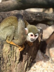 close up of a meerkat