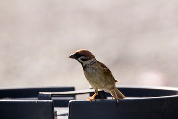 House Sparrow (Passer domesticus) in nature