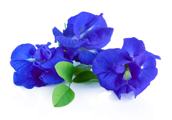 Deep blue purple butterfly pea flowers on leaves, isolated on white background