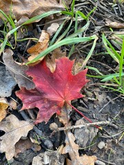 autumn leaves on the ground
