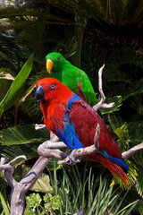 Male (green) and female (red) of Eclectus Parrot (Eclectus roratus)