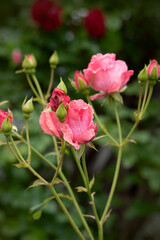 Growing beautiful pink roses, covered with dew.