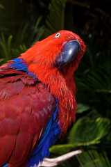 Fototapeta premium Eclectus Parrot (Eclectus roratus) female