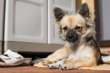 Small dog in the sun in front of the house