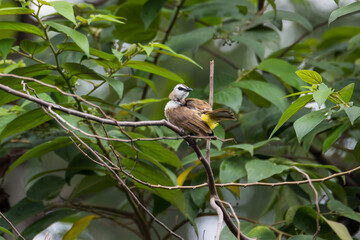 bulbul bird perched on a twig in nature