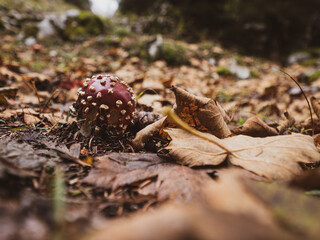 Fototapeta premium Closeup of a fly Agaric poisonous mushroom on a forest floor covered in fall and autumn leaves.