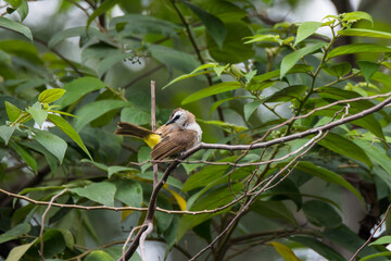 bulbul bird perched on a twig in nature