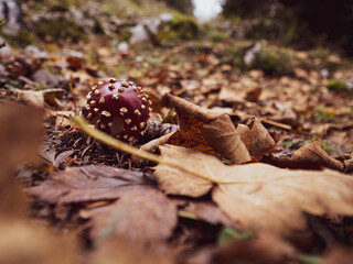 Closeup of a fly Agaric poisonous mushroom on a forest floor covered in fall and autumn leaves.