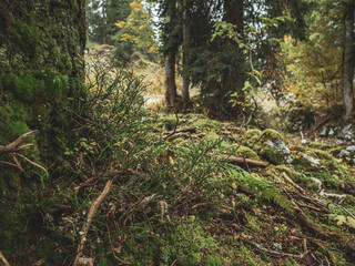 A misty atmospheric pine forest in the Swiss alps. Moss and lichen cover the trees and rocks in the damp lush forest setting.