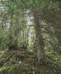 A misty atmospheric pine forest in the Swiss alps. Moss and lichen cover the trees and rocks in the damp lush forest setting.