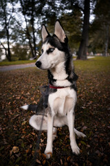 Husky dog peacefully sitting