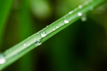 Gras Grashalm mit Regentropfen Mitte Platz für Text
